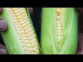 宮崎畜産グループ／都城産スイートコーン（味来コーン）