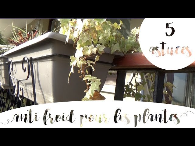 5 astuces faciles pour protéger les plantes en pot du froid 