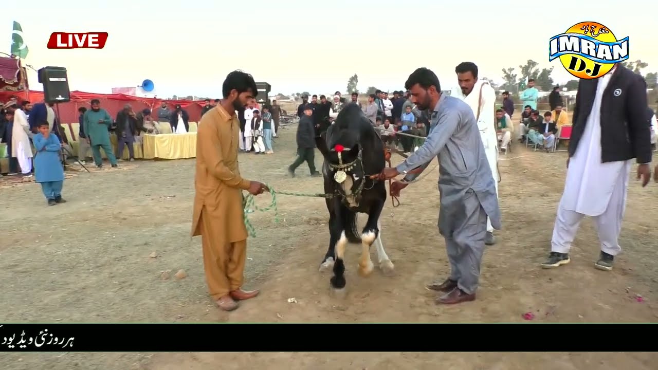 VIP Ghora Dance|گھوڑا ڈانس|Haslah Horse Dance Mala in jhang || VIP Ghora Dance