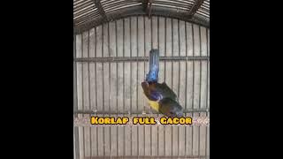 kolibri kelapa/manggar gacor