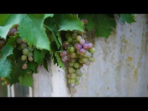 Video: Sardelet E Skuqura Në Gjethet E Rrushit