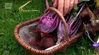 Adam Yn Yr Ardd Betys