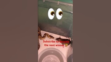 Rat 🐀 excaped the Python 🐍 #livefeeding #ballpythonsnake #subscribe #reptile #pet #animal #snake
