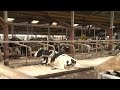 Varkenstal omgebouwd tot koeienstal - Melkvee.nl