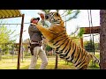 What Is the Largest Animal You Can Beat in Hand to Hand Combat?
