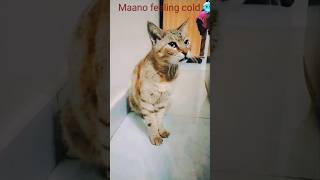 Maano feeling cold #viralyoutubeshorts #funnyanimal #cat #catsounds#billikebache#catvlog
