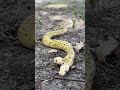 hello guys snake aap log saamp dekh per rahe hain #viralvideo #youtubeshorts #funny #viralking