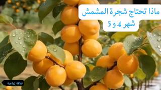 ماذا تحتاج شجرة المشمش شهر   و     افريل و ماي  سمعها