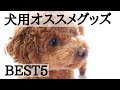 【犬用品】トイプードルのとにかくおすすめグッズ♡