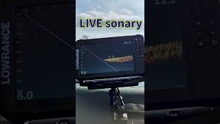 Ovplyv�uje pou��vanie live sonaru spr�vanie r�b? � video zo slovensk�ch v�d
