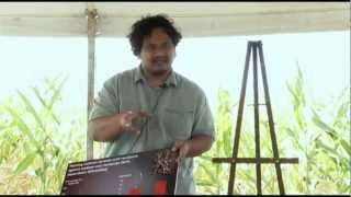2012 IPM Field School: SCN & Corn Nematodes