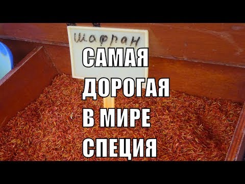 Самая дорогая специя в мире Шафран полезные свойства шафрана