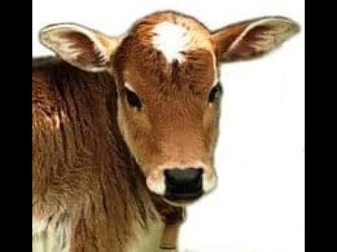 Miniature Zebu 1 