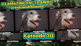 Top 10 amazing facts about Irish Wolfhound.