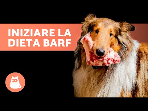 Video: 5 suggerimenti per la rimozione della zecca del cane