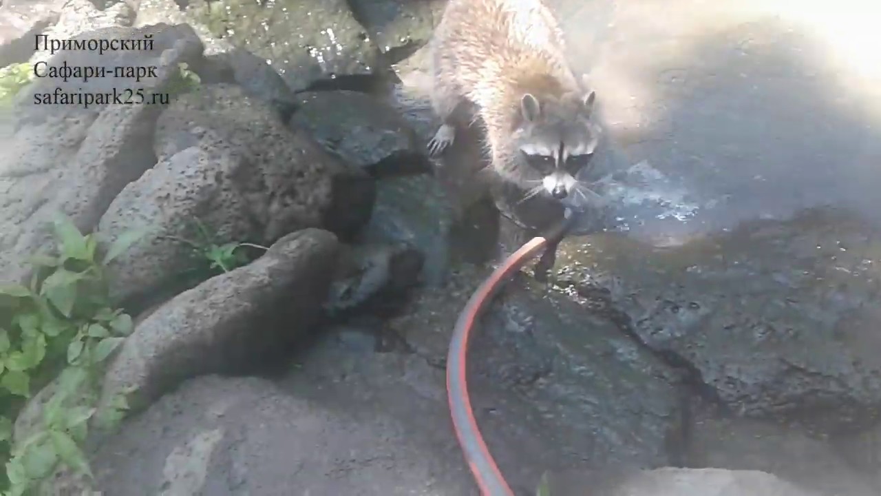сафари парк цены ЕНОТ ПОЛОЩЕТ СТРУЮ ВОДЫ