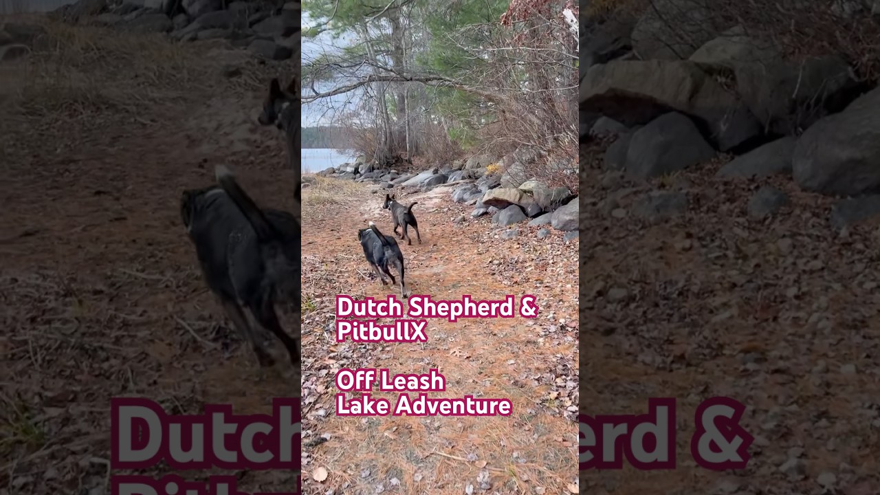 Dutch Shepherd Pitbull Off leash Adventure 