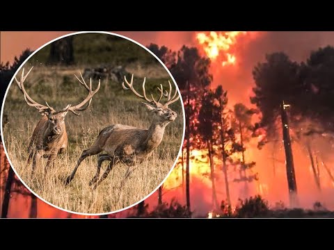 Arde el corazón de la sierra de La Culebra, el hogar de los mejores ciervos de España