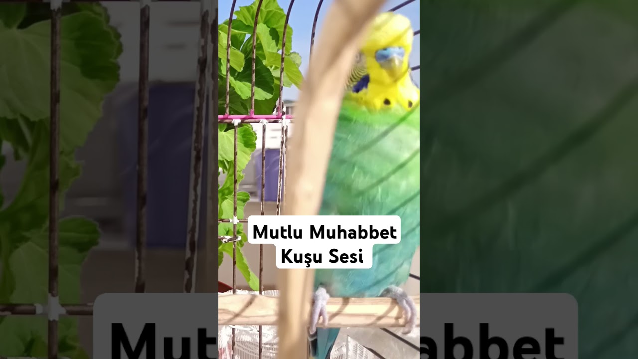 Mutlu Muhabbet Kuşu Sesi #muhabbetkuşufıstık #muhabbetkuşu #muhabbetkuslari #birds #blackfacebudgie