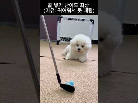 솜뭉치 골키퍼 ⚽️🐶#shorts, #강아지, #비숑
