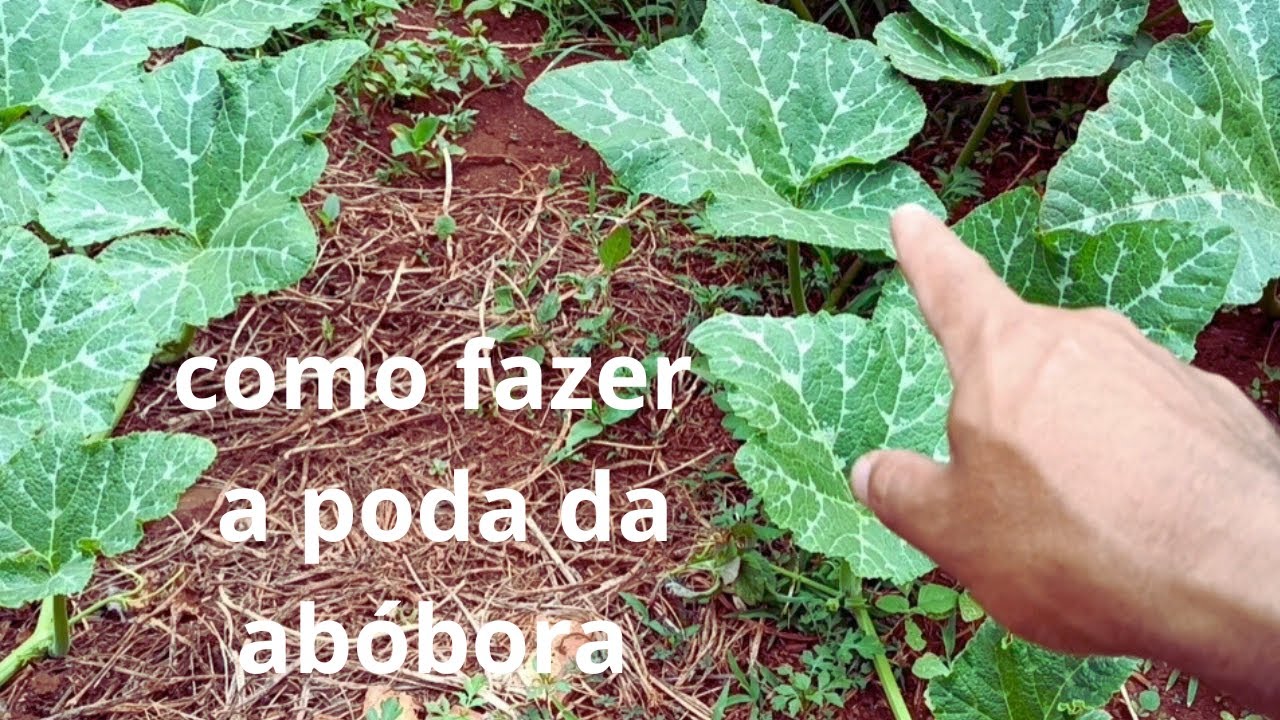 COMO FAZER A PODA DA ABÓBORA PARA PRODUZIR MAIS