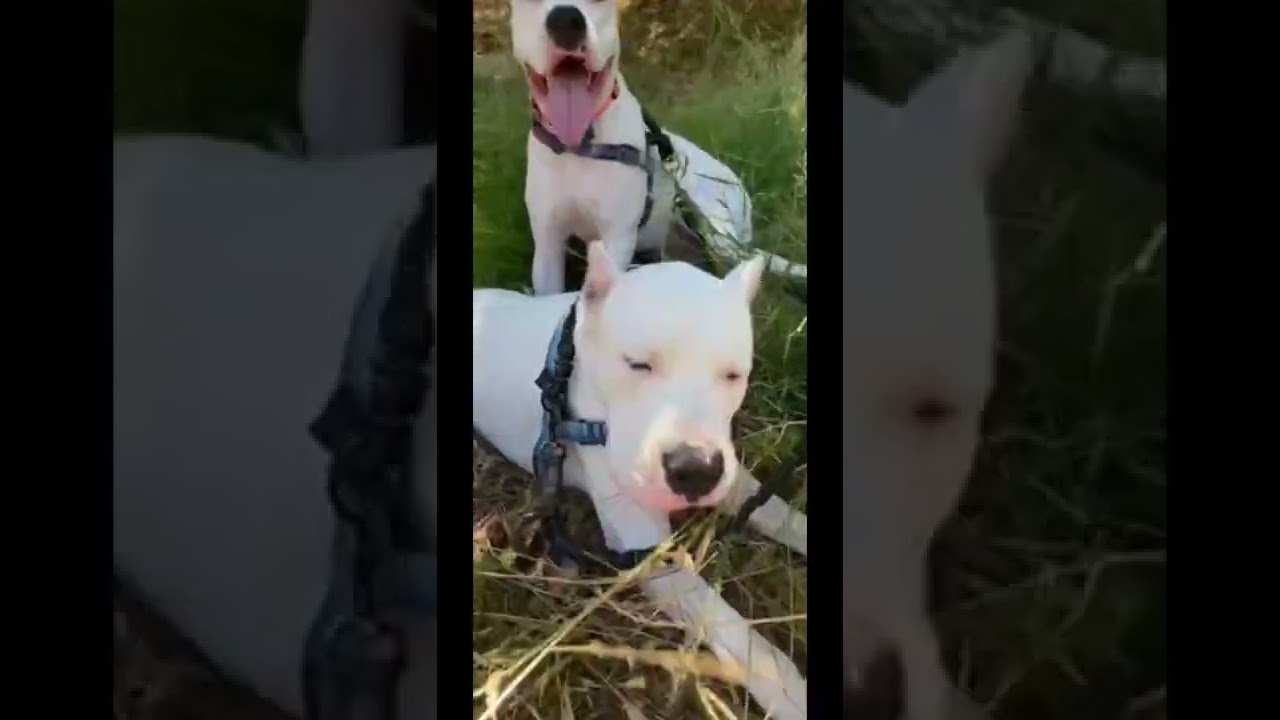 Some afternoon shenanigans 😊🐾 