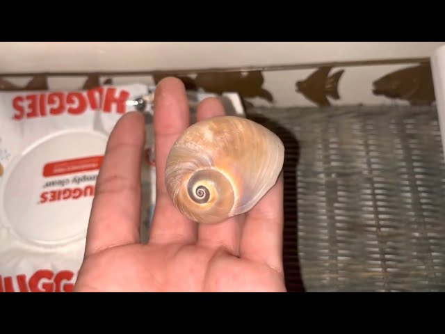 ASMR tapping + scratching @ the house unpredictable triggers 💅