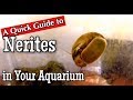 Nerites in the Aquarium: A Quick Guide
