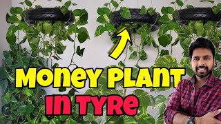 How to grow Money plant, How to get bigger leave in money plant