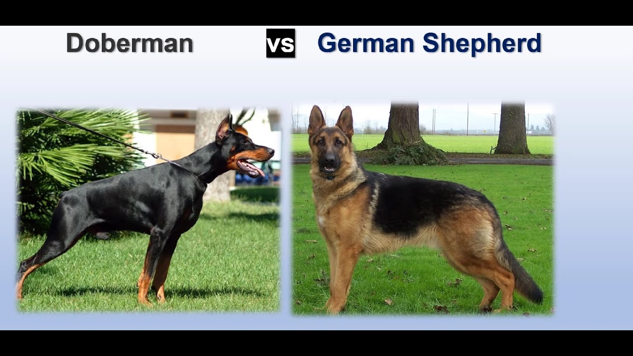 Doberman VS German Shepherd YouTube