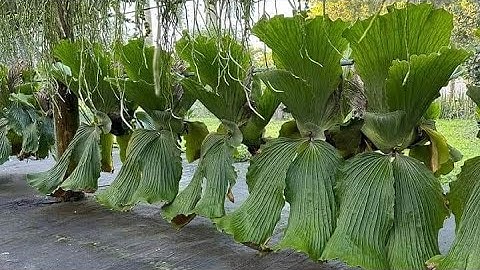 Cách trồng cây tổ rồng con vào quả cầu rêu cực đơn giản và hiệu quả