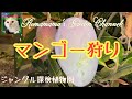 【マンゴー】ジャングル探検植物園にマンゴー狩りに行ってきた　#ライチ　#キーツ　#熱帯