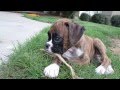 Harley the 9 week old boxer puppy plays on first day home