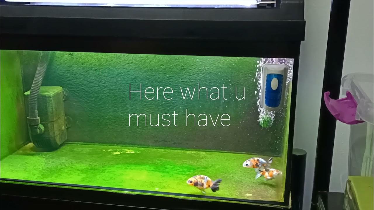 Simple setup How to grow green algae carpet in your aquarium [Cara