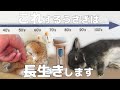 長生きするうさぎの行動！健康長寿の秘訣