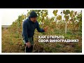 Экскурсия по винограднику: можно ли вырастить виноград не на Юге?/ КФХ Ялалетдинов