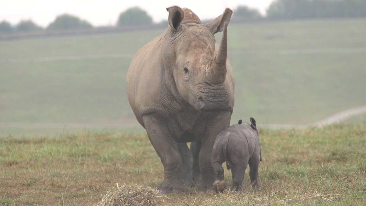 Southern White Rhino Calf born at the Wilds - YouTube