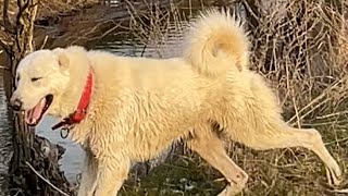 SAFKAN AKBAŞ YILDIZLAR TOPLULUĞU İLE YAĞMUR GEZİNTİSİ #kangal #akbaş #guarddogs #köpek #alabai by AKBAŞ TÜRK 1,999 views 1 month ago 12 minutes, 52 seconds