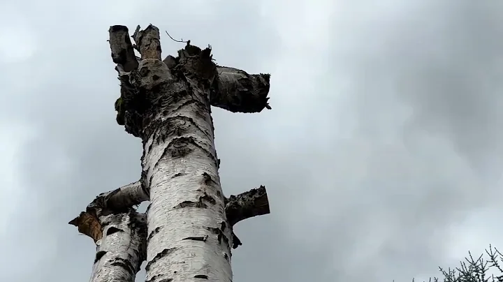 Crying tree - water pouring from Birch tree branches