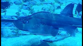 Bowmouth Guitarfish