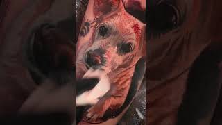 Dog portrait tattoo | by Levgen in Los Angeles
