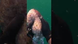 💥CAPTURA PULPO GIGANTE           ✅PESCA SUBMARINA #shorts