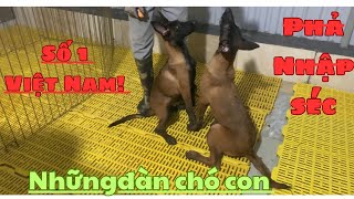 Những chú chó con phả NHẬP đẳng cấp số 1 Việt Nam! #malinois #huanluyencho #becbi #yeudongvat