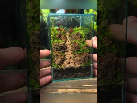 تصویری: Moss Terrarium Care - آموزش ساخت تراریوم خزه