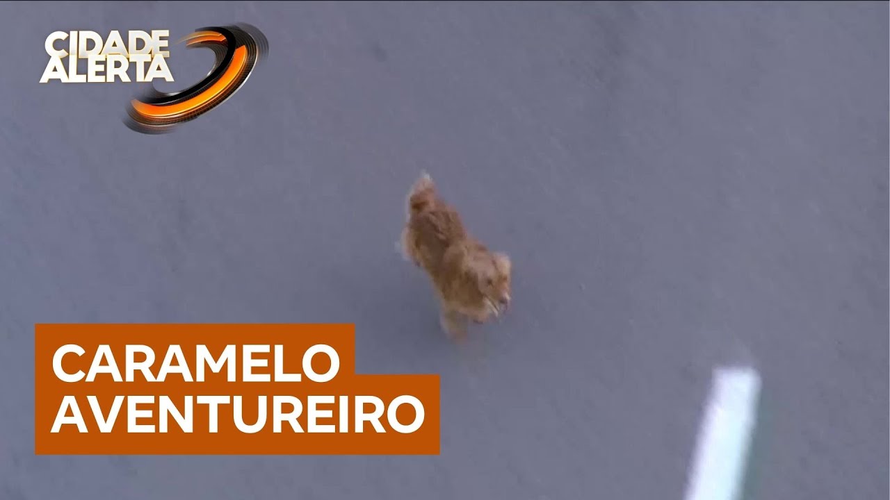 Cachorro resgatado no Rodoanel ganha nova família adotiva