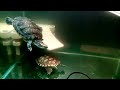 Декор в аквариум с красноухой черепахой. Грунт