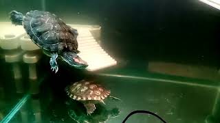 Декор в аквариум с красноухой черепахой. Грунт