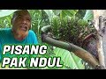 Pak Ndul - PISANG ANTIK PAK NDUL