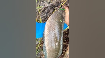 Cá Lớn - bắt Cá Lóc Khủng ẩn nấp 😱 #khacthuyvlogg