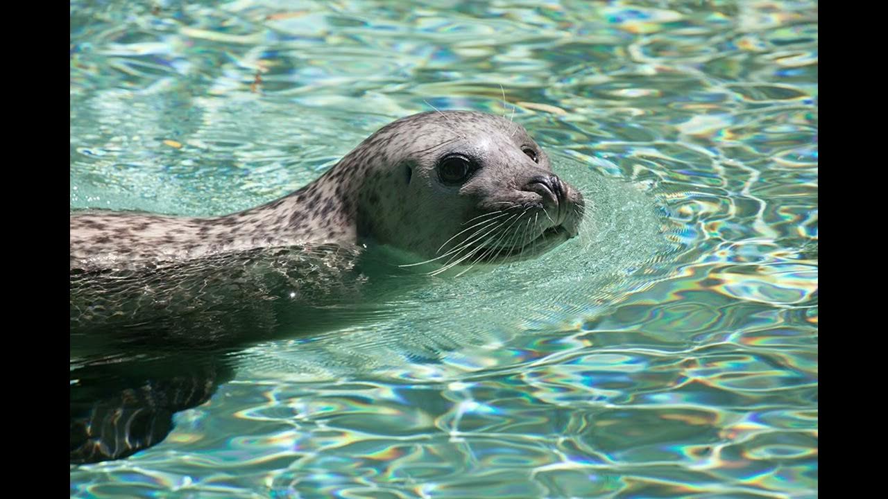 sounds of seals YouTube